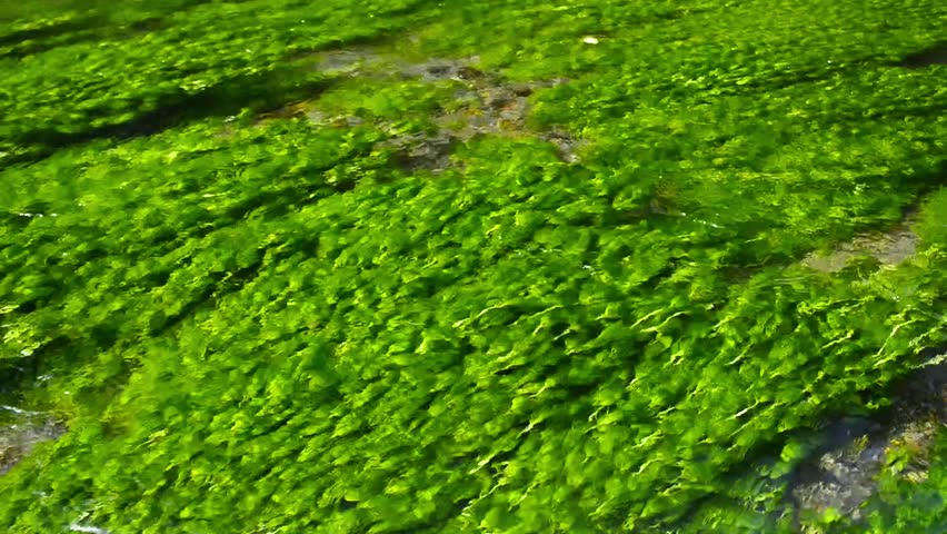 Header of Ranunculus