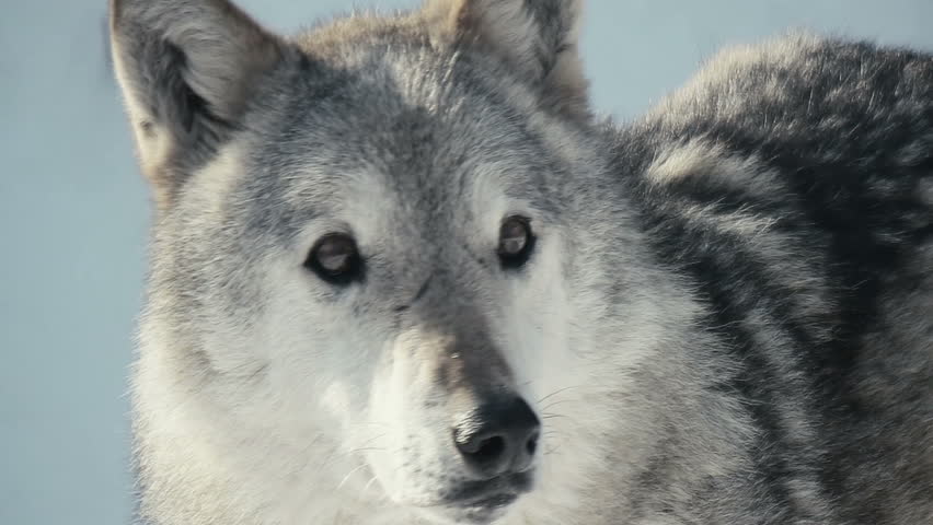 Closeup Of Grey Wolf Face Looking Into Camera Stock Footage Video ...