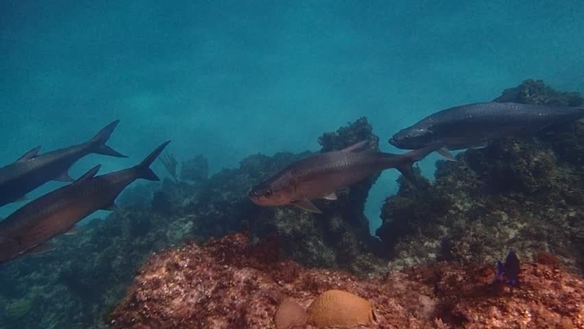 Header of tarpon