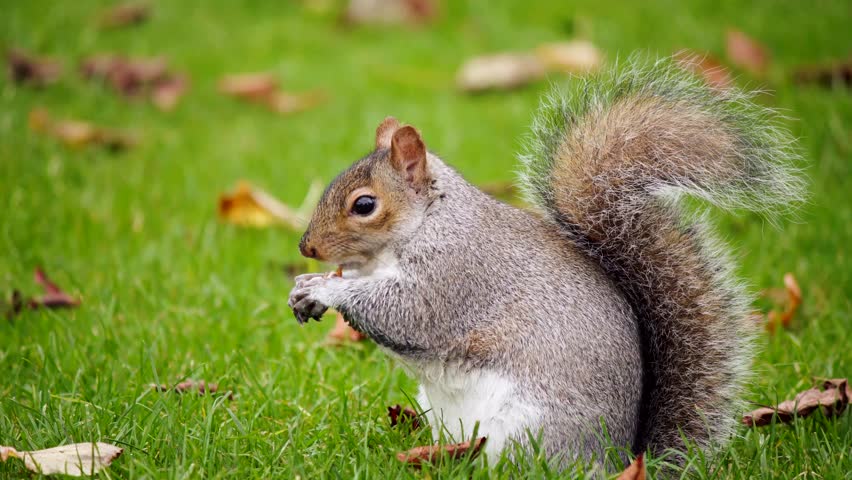 Grey Squirrel Eating Food Nuts Stock Footage Video (100% Royalty-free ...