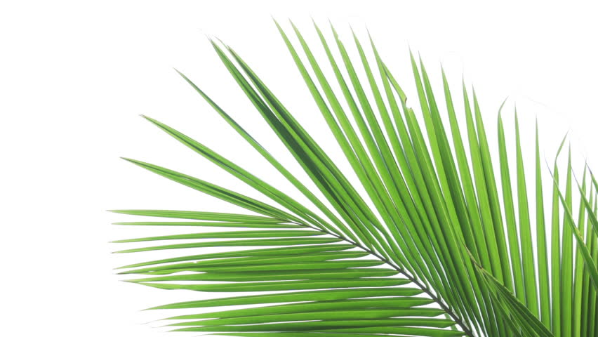 Coconut Tree image - Free stock photo - Public Domain photo - CC0 Images