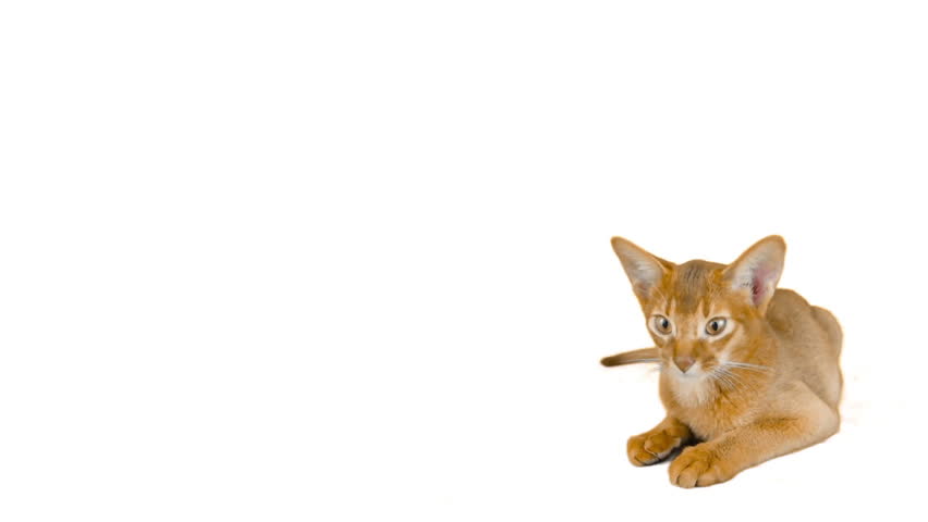 Header of Abyssinian Cat