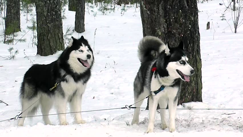 Husky And Malamute Bark Tied Stockvideos Filmmaterial 100