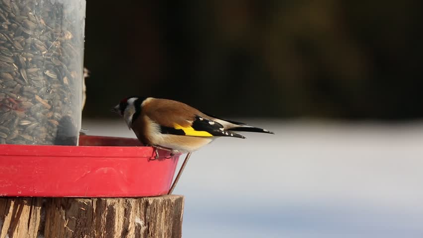 European Goldfinch Carduelis Carduelis Stock Footage Video 100
