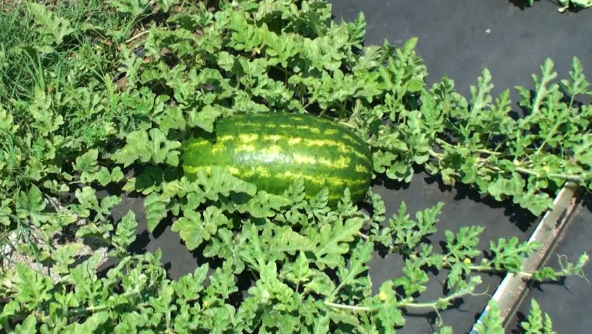 Growing Mature Watermelon Plants of Stock Footage Video ...