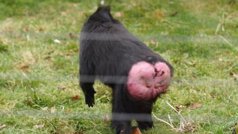 crested black macaque mating