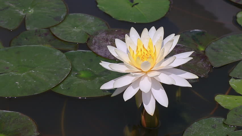 Beautiful Purple Water Lily Flower In The Lake Stock Footage Video Beautiful Blooming Lotus Flower In Pond Hd Stock Video Clip