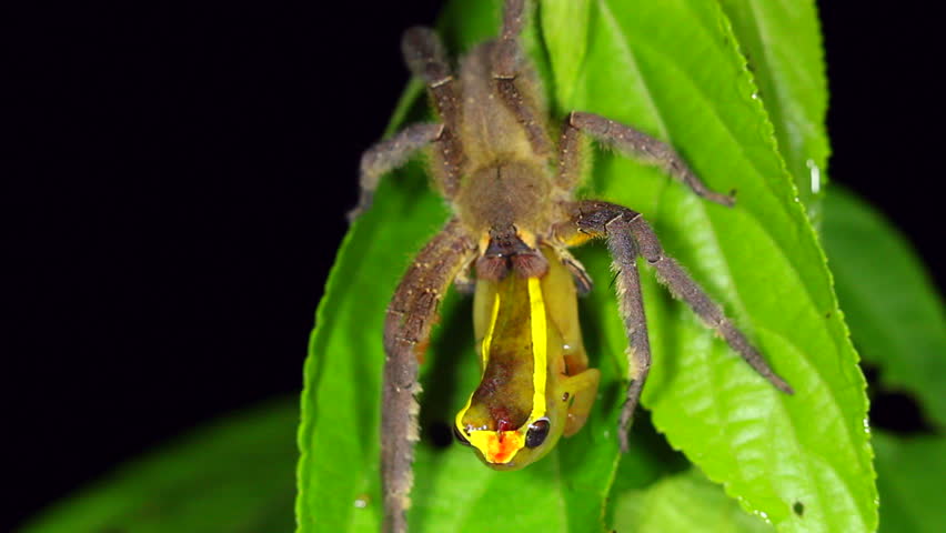 Stock video of venomous wandering spider (phoneutria fera ...