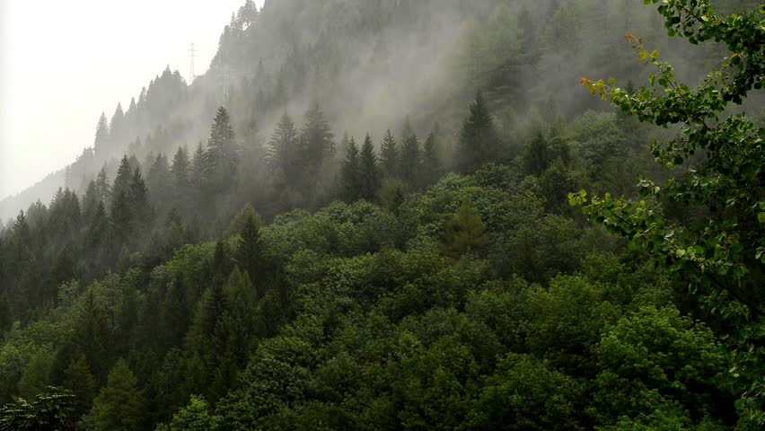 High Humidity In Jungle Rainforest. Timelapse Of Moving Clouds And Fog ...