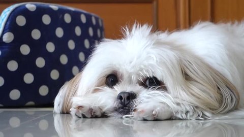 are shih tzus lazy