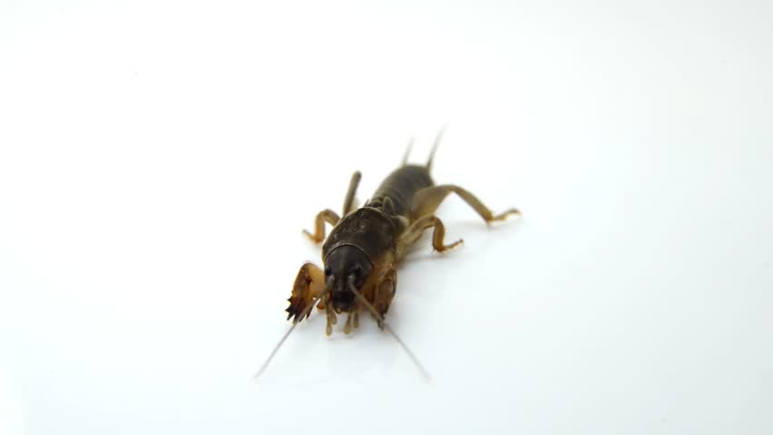 Header of mole cricket