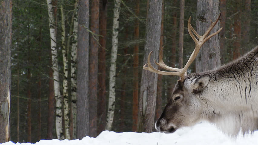 Reindeer in Winter Stock Footage Video (100% Royalty-free) 2440514 | Shutterstock