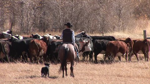 View Cowboy Wrangling His Cattle Wyoming Stock Footage Video (100%  Royalty-free) 2446814 | Shutterstock