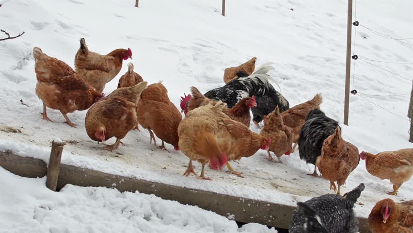 куры перестали нестись одновременно осенью. несутся ли куры зимой. куры плохо несутся зимой. чтобы куры неслись зимой. куры не несутся.