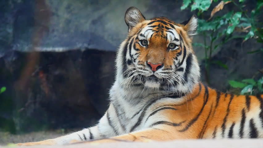 Ferocious Tiger Stock Footage Video | Shutterstock