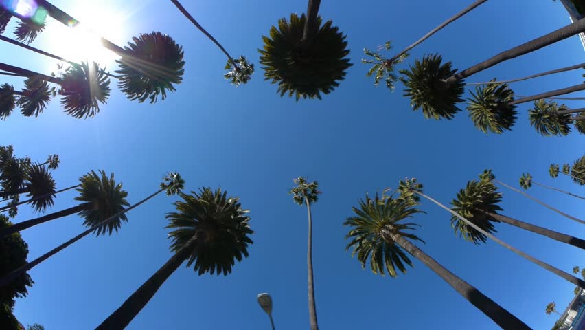 Driving Under Palm Trees In Stock Footage Video 100 Royalty Free