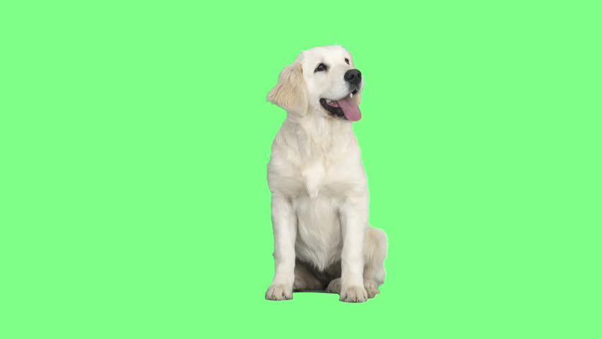 Header of retriever