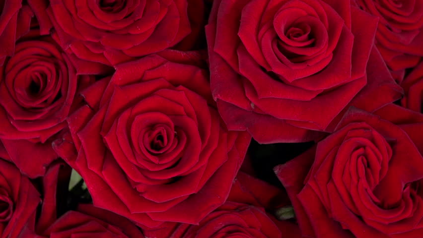 Rosas Rojas Stock Footage Video | Shutterstock