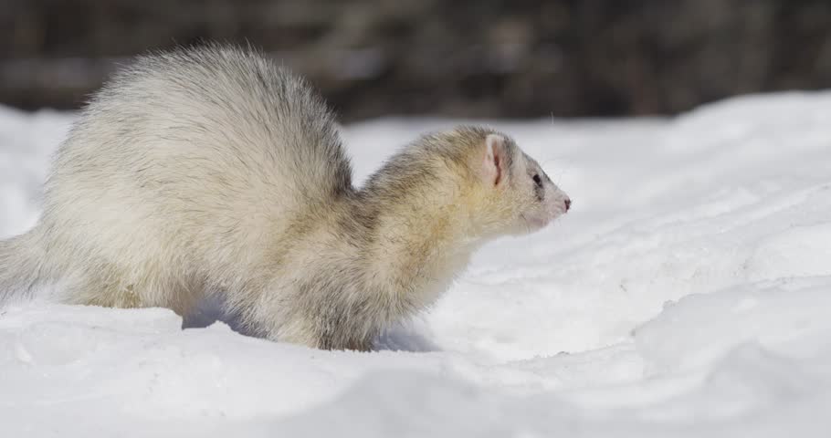 Cute Ferret - Mustela putorius furo image - Free stock photo - Public ...