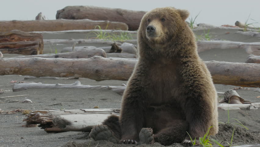 Grizzly Bear Two Weeks Mp3 Download