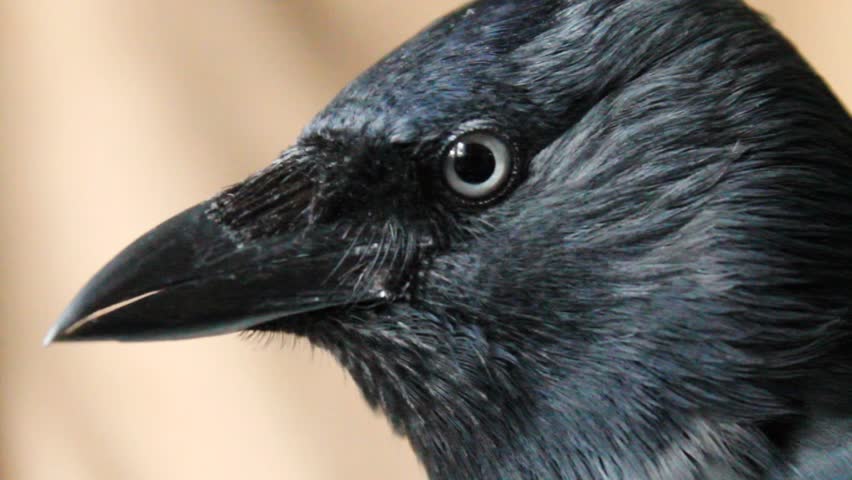 Header of jackdaw