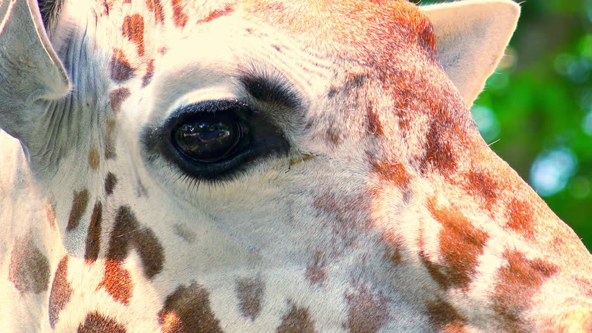 Close Up Of Giraffes Eye Looking Stock Footage Video 100