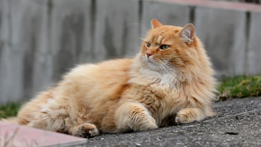 Сибирский рыжий кот