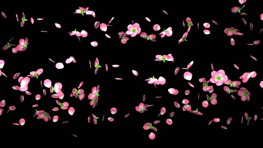 Cherry Blossoms On Black Background. Loop Able 3DCG Render Animation