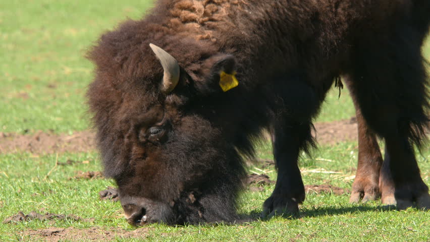 Header of wisent