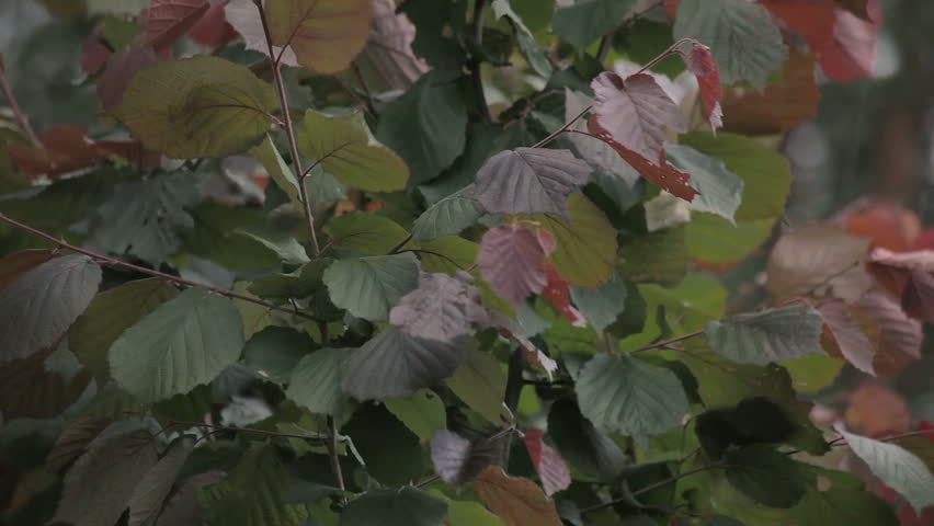 Header of dacha