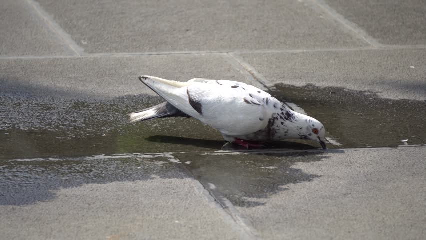 Pigeon Dove Bird Drinking Water Stock Footage Video 100 Royalty