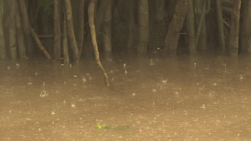 คลิปวิดีโอสต็อกของ Rain Falling On the Amazon River Forest | Shutterstock