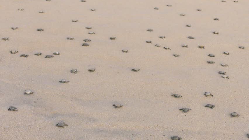Header of olivine