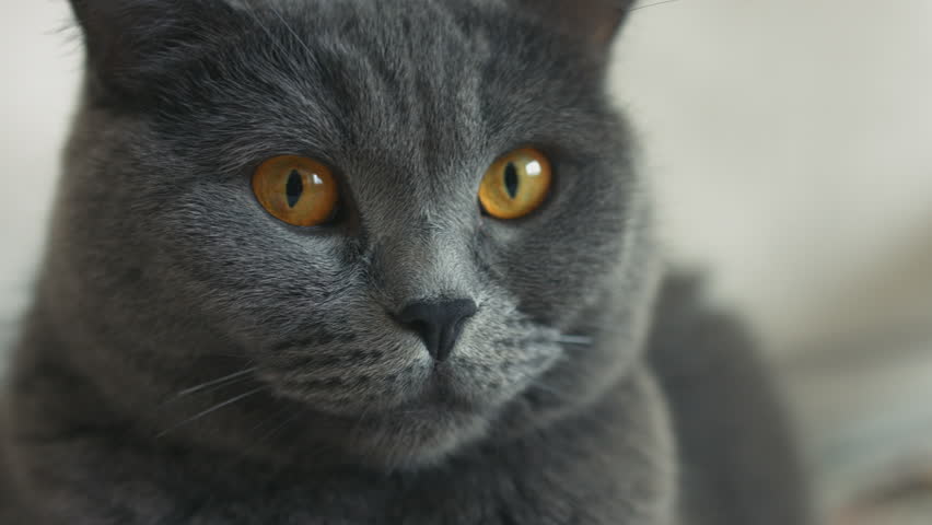 Stockvideoklipp Pa A Gray Cat With Smart Helt Royaltyfria