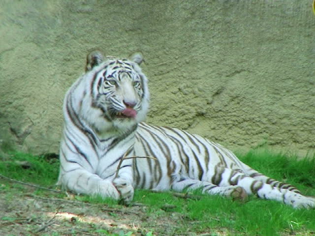 Ferocious Tiger Stock Footage Video | Shutterstock