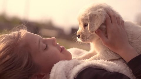 3d Dog Sex - Dogs Stock Video Footage - 4K and HD Video Clips | Shutterstock