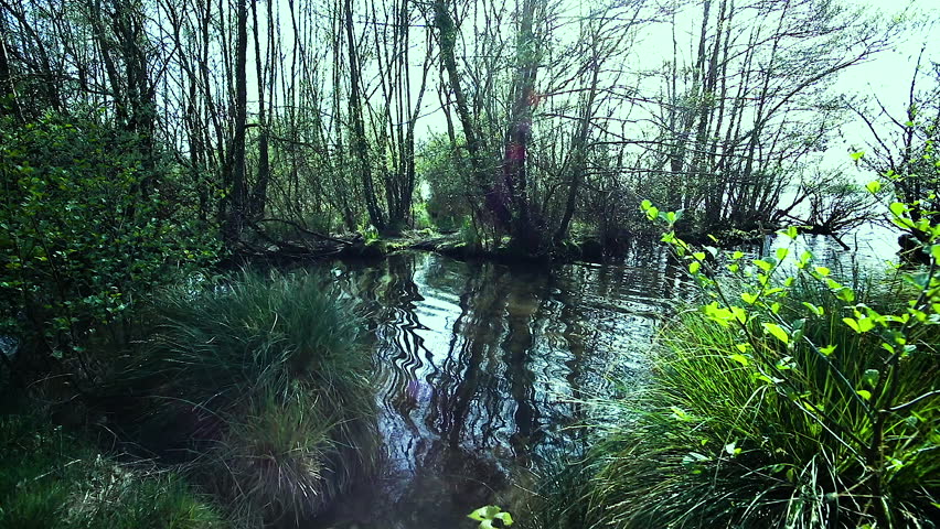 Header of swamp