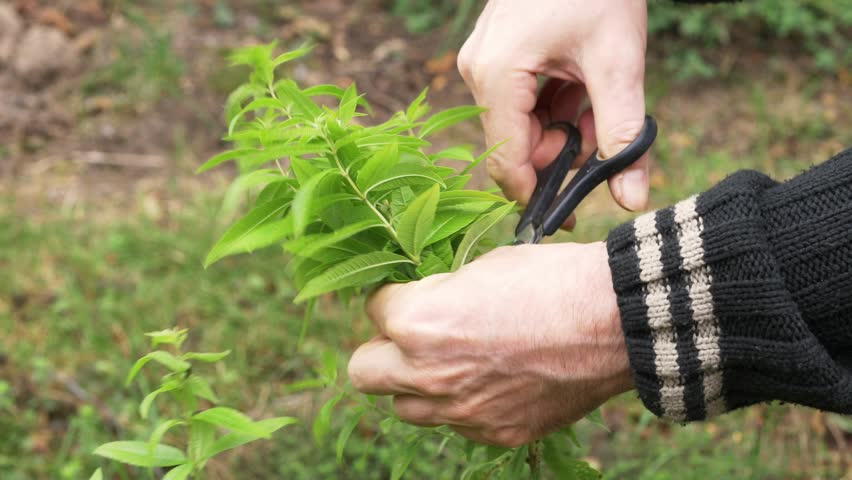 Header of Aloysia citrodora