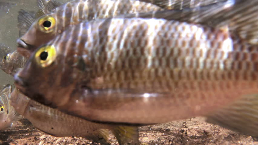 Header of freshwater