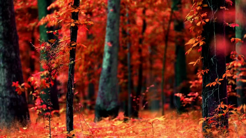 Forest landscape in the Autumn in Arkansas image - Free stock photo ...