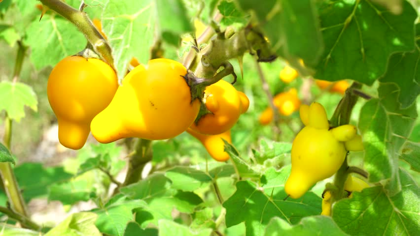 Header of titty