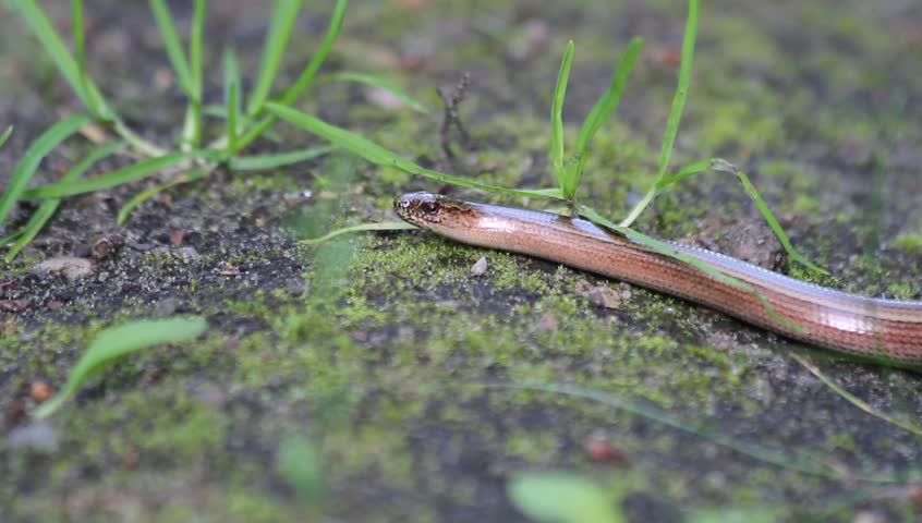 Header of slowworm
