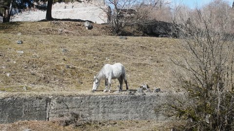 Horse Rectangle Stock Video Footage 4k And Hd Video Clips