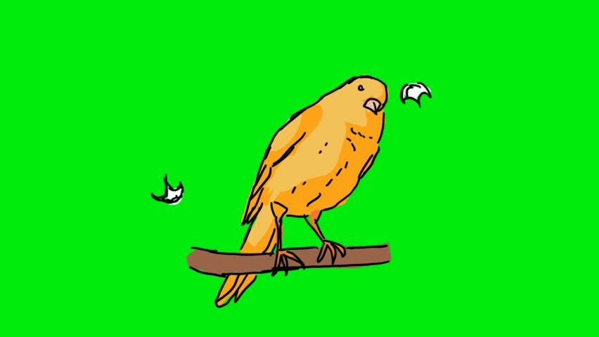 Birds On the Green Screen Stock Footage Video (100% Royalty-free