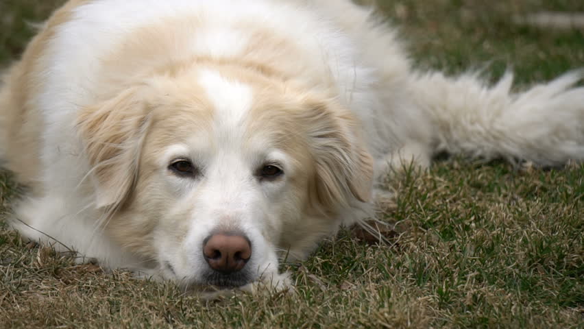 Beautiful Dog Friend Border Collie Stock Footage Video 100