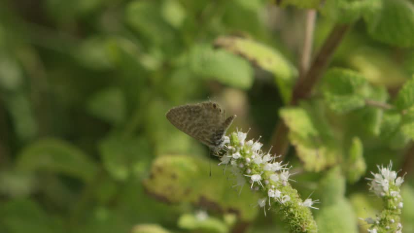 Header of hymenopter