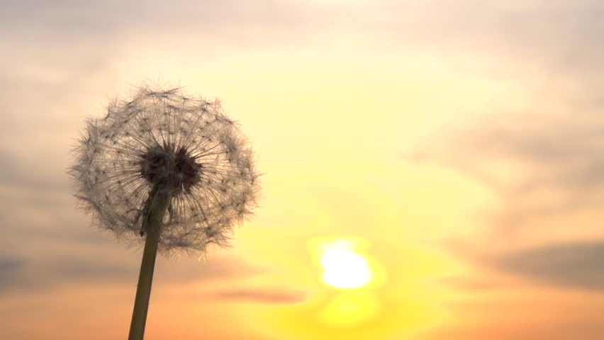 Dandelion Seeds Being Blown in Stock Footage Video (100% Royalty-free