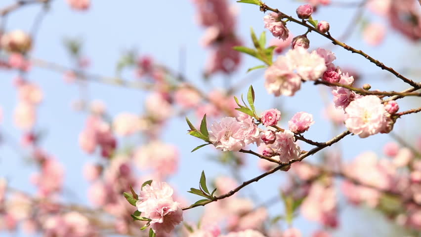 Spring Background of Sakura Tree. Stock Footage Video (100 ...