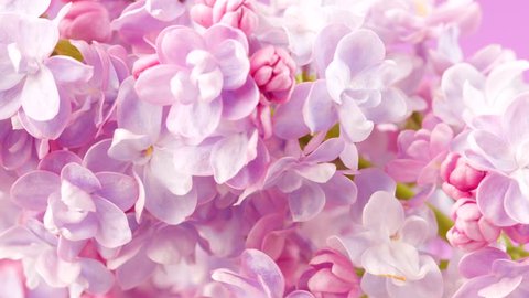 Tím là màu sắc của tình yêu và sự lãng mạn, và hoa lilac đích thị là biểu tượng của tình yêu thương đấy. Những bông hoa này sẽ khiến bạn say đắm với màu sắc và hương thơm tuyệt vời của chúng. Hãy xem hình ảnh về hoa sắc tím và cảm nhận sự tuyệt vời này.