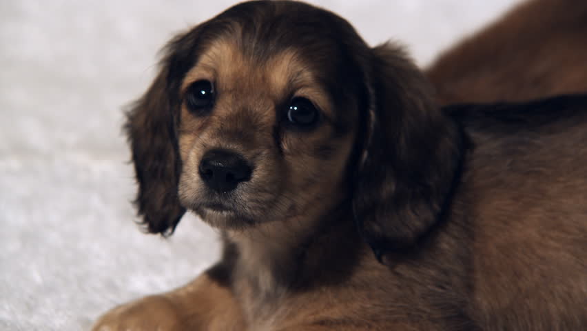 Close Up Long Haired Dachshund Puppy Stock Footage Video 100